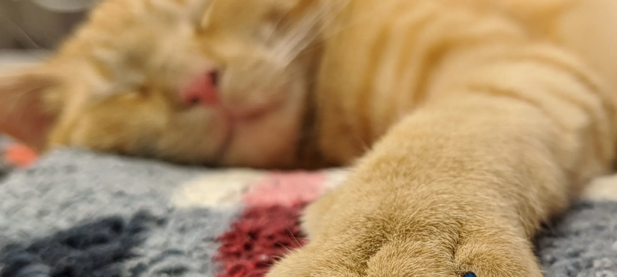 Pet paws Pet paws