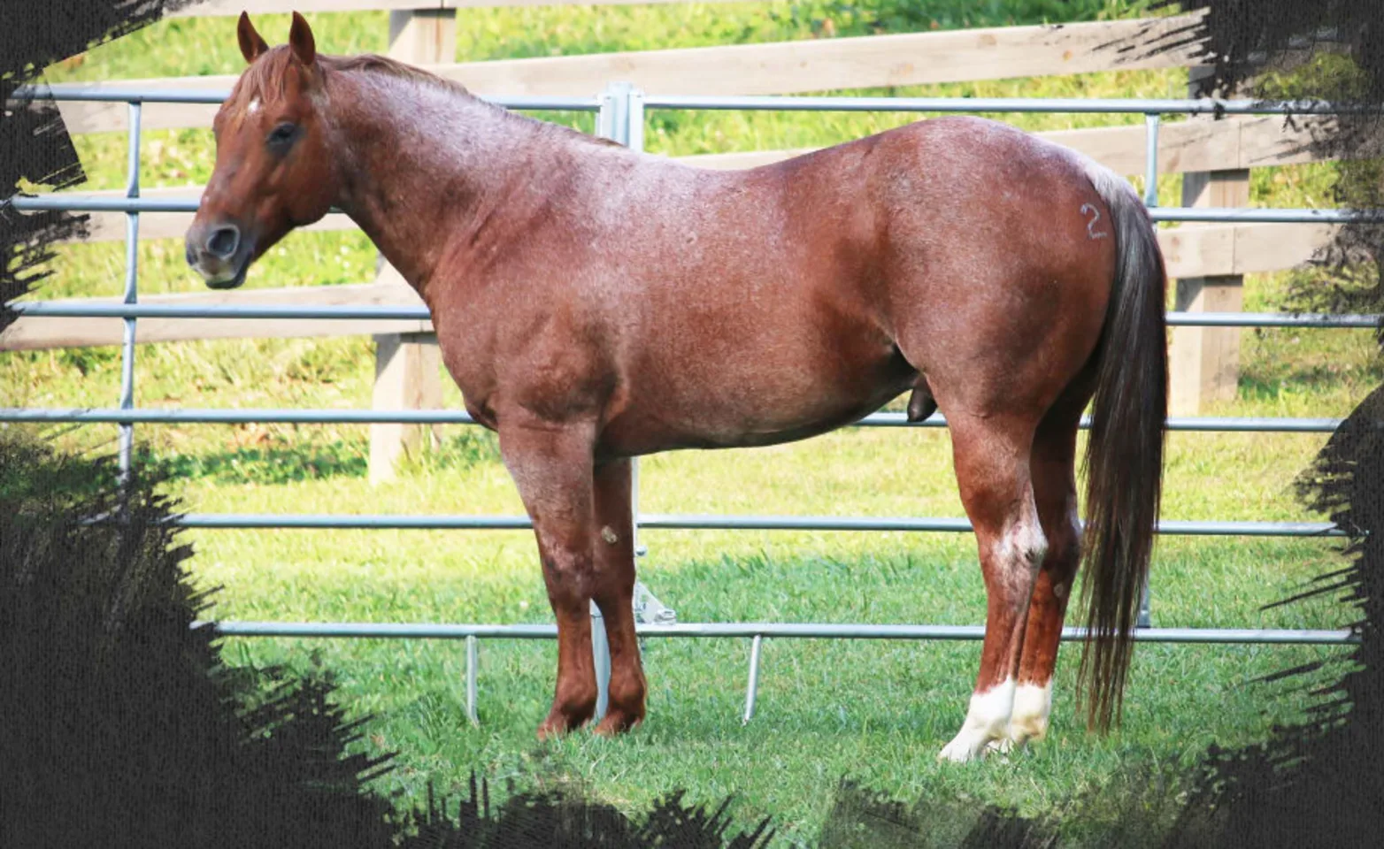 Abraham's Equine Clinic - Metallic Word 16 Abraham's Equine Clinic - Metallic Word 16