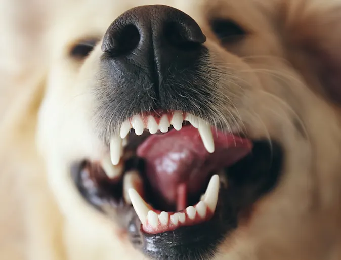 Dog showing its teeth Dog showing its teeth