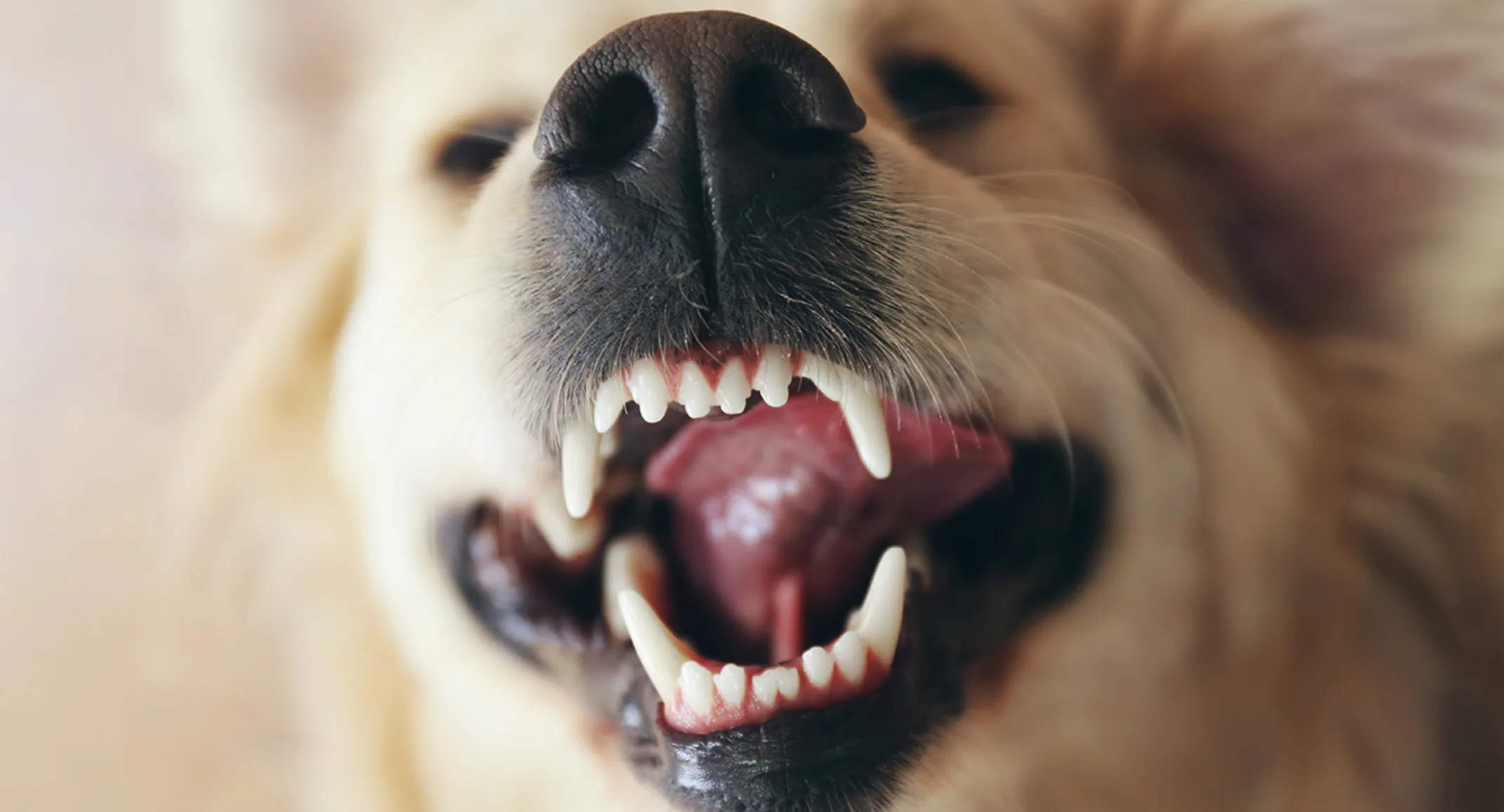 Dog showing its teeth Dog showing its teeth