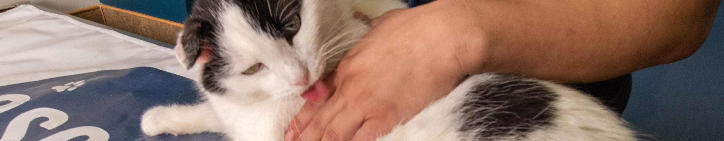 White and Grey Cat lick hand at Animal Specialty Center