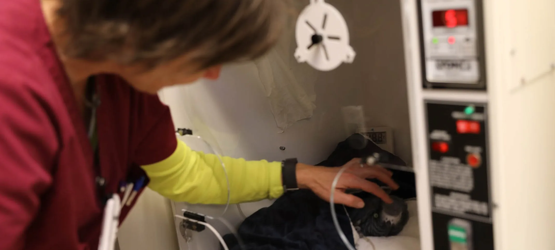 Staff checking on a pet Staff checking on a pet