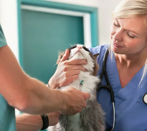 Female doctor holding cat with male technician performing a blood draw Female doctor holding cat with male technician performing a blood draw