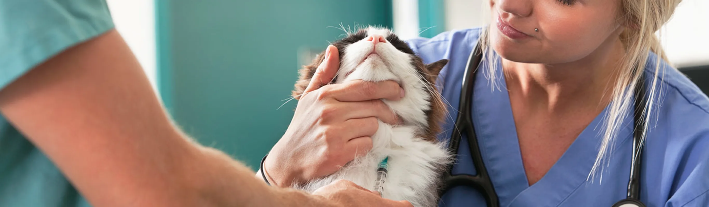 Female doctor holding cat with male technician performing a blood draw Female doctor holding cat with male technician performing a blood draw