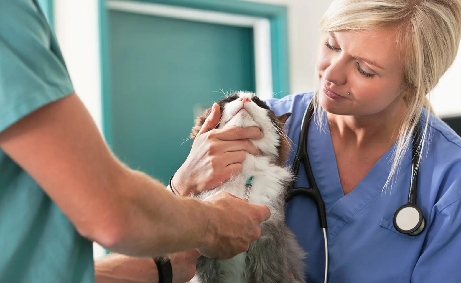 Female doctor holding cat with male technician performing a blood draw Female doctor holding cat with male technician performing a blood draw