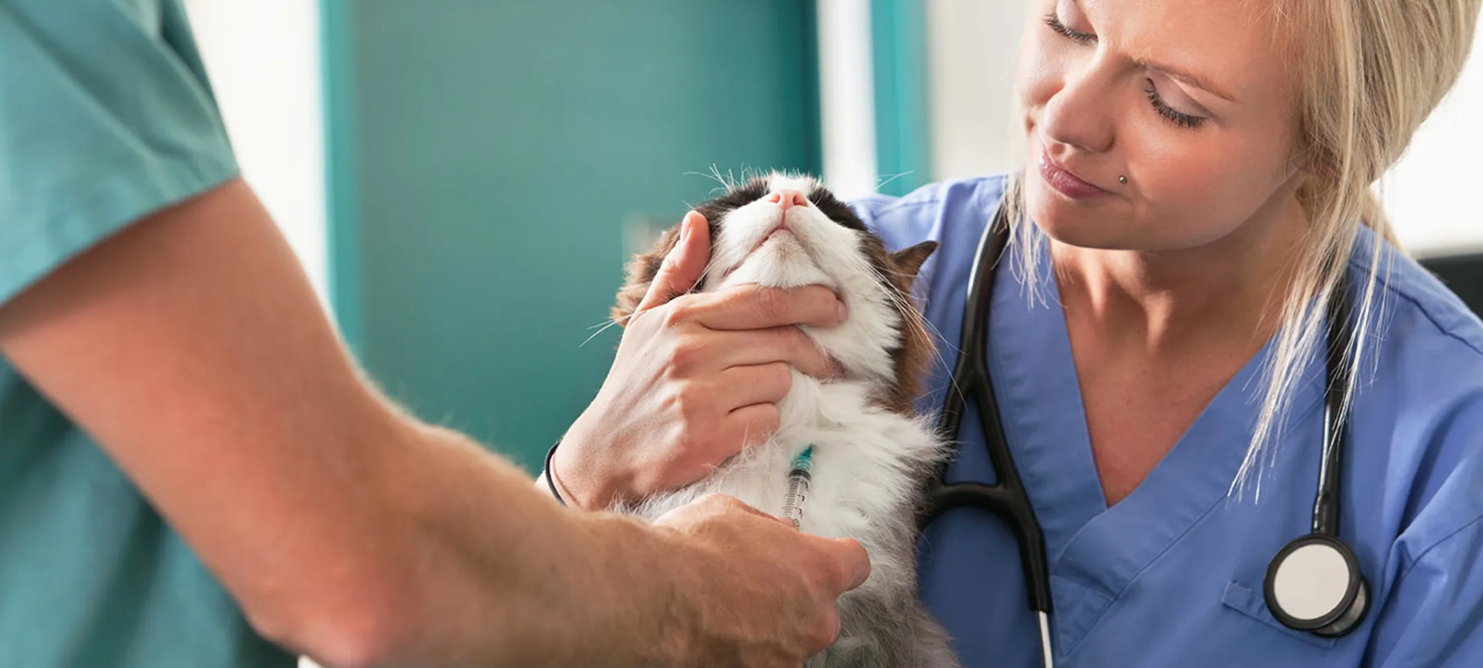 Female doctor holding cat with male technician performing a blood draw Female doctor holding cat with male technician performing a blood draw
