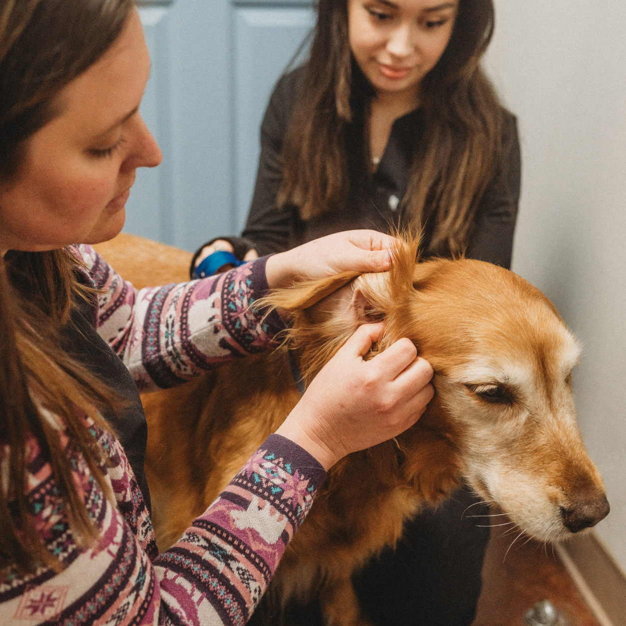 Veterinarian assessing patient's ears