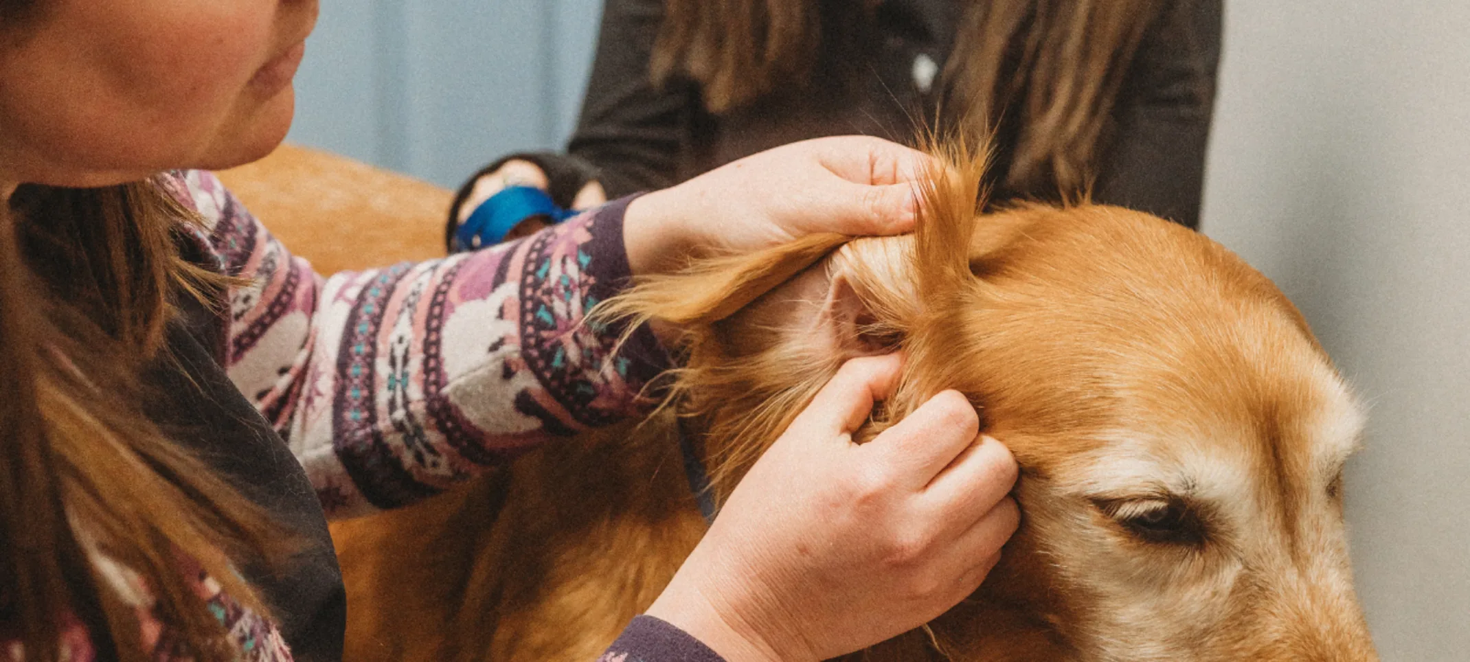 Veterinarian assessing patient's ears Veterinarian assessing patient's ears