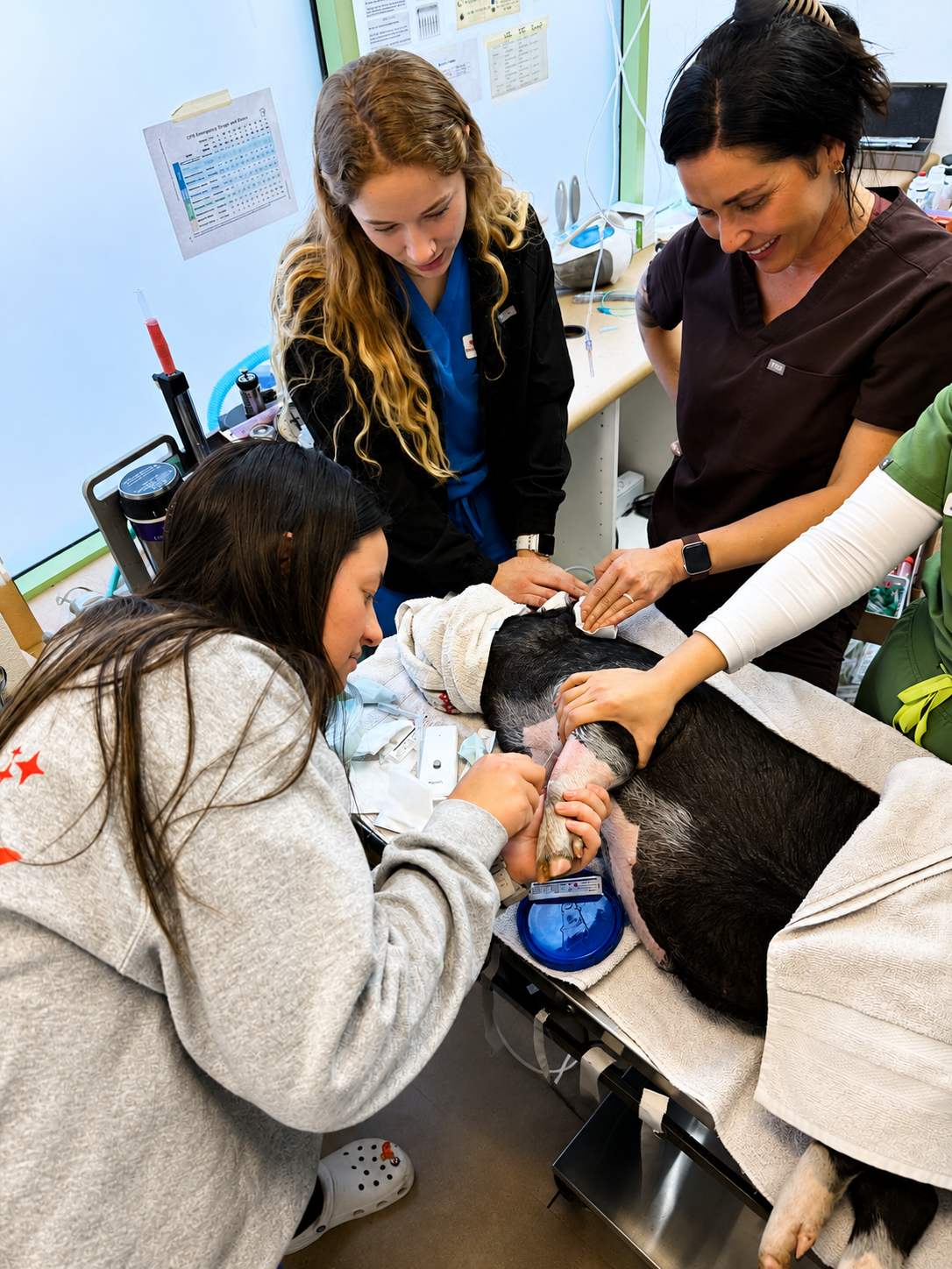 Staff members overseeing the medical care of a hooved patient.