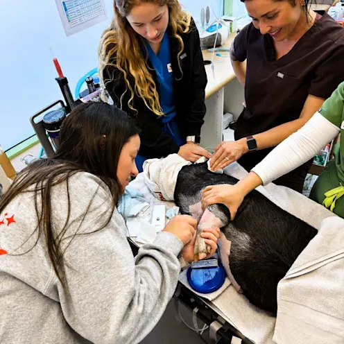Staff members overseeing the medical care of a hooved patient. Staff members overseeing the medical care of a hooved patient.