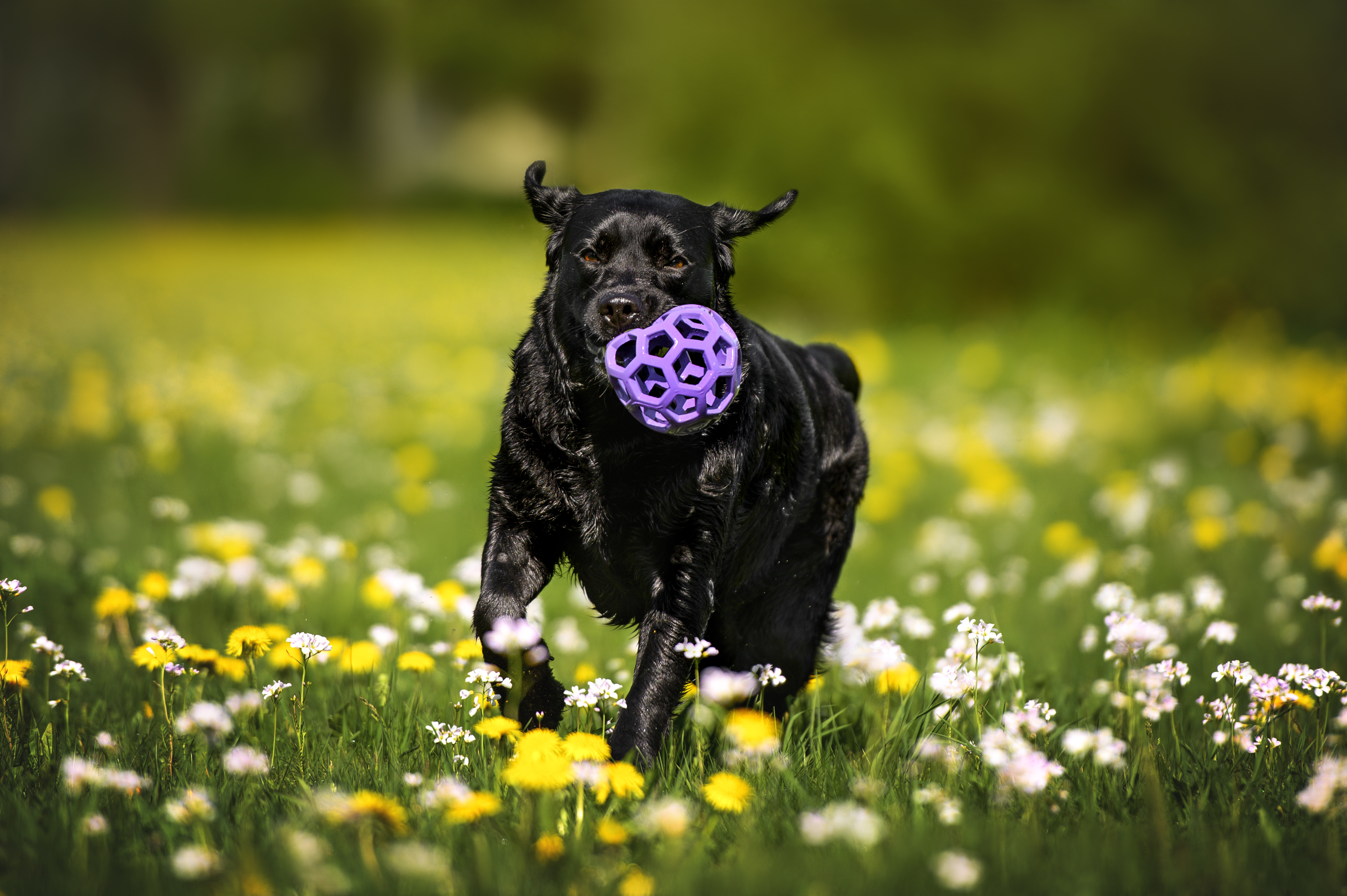 Black dog playing with a purple toy on a flower field