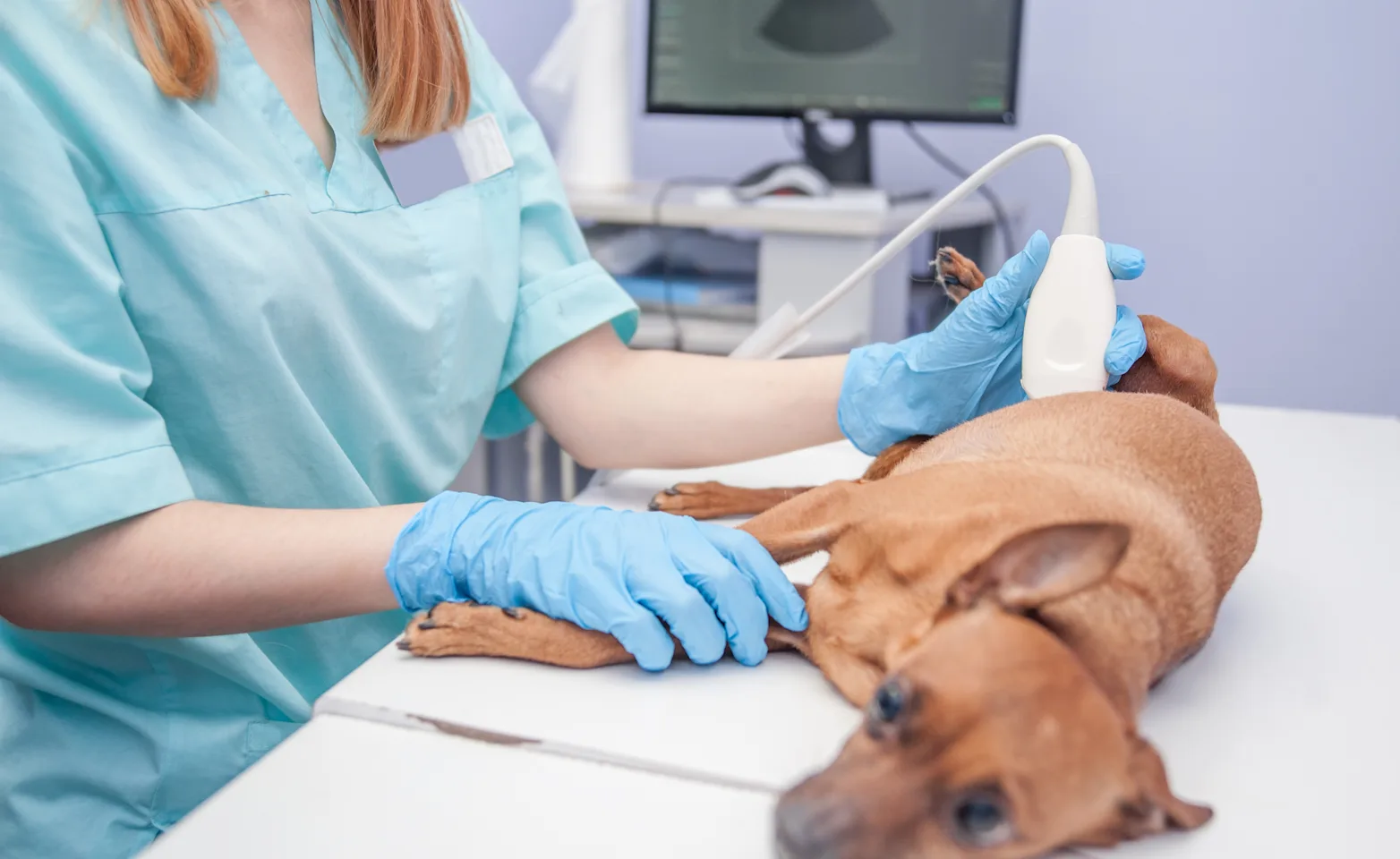 technician performing an ultrasound on a patient. technician performing an ultrasound on a patient.