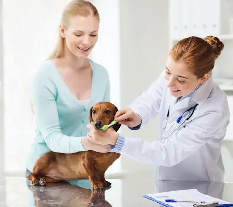 Vet and Assistant brushing a Dachshund dog's teeth on top of the clinic table Vet and Assistant brushing a Dachshund dog's teeth on top of the clinic table