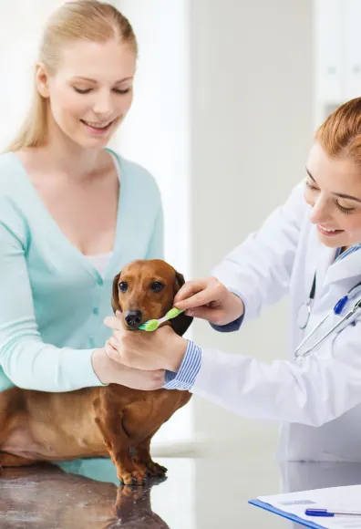 Vet and Assistant brushing a Dachshund dog's teeth on top of the clinic table