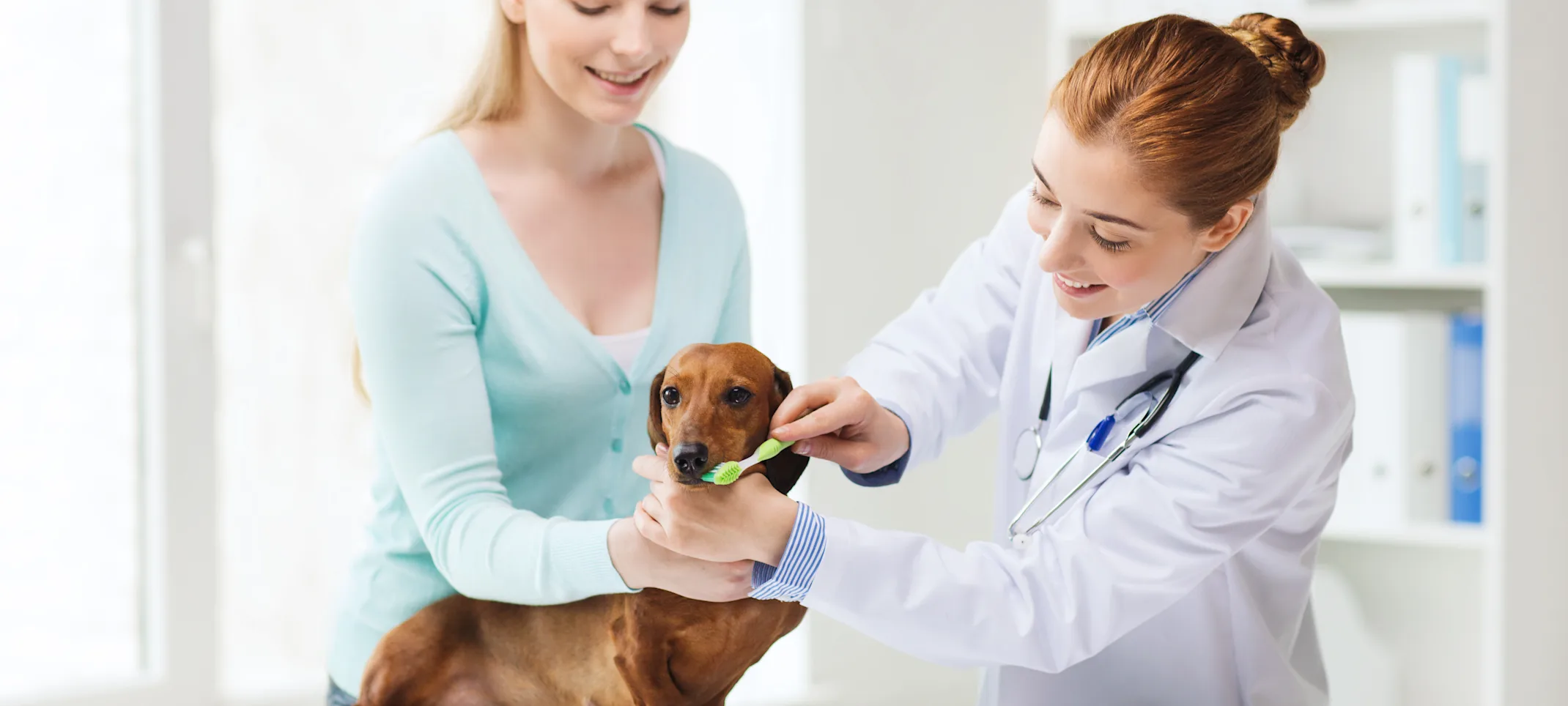 Vet and Assistant brushing a Dachshund dog's teeth on top of the clinic table Vet and Assistant brushing a Dachshund dog's teeth on top of the clinic table