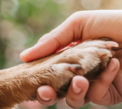 Close Up of Hands Holding a Dog's Paws Close Up of Hands Holding a Dog's Paws