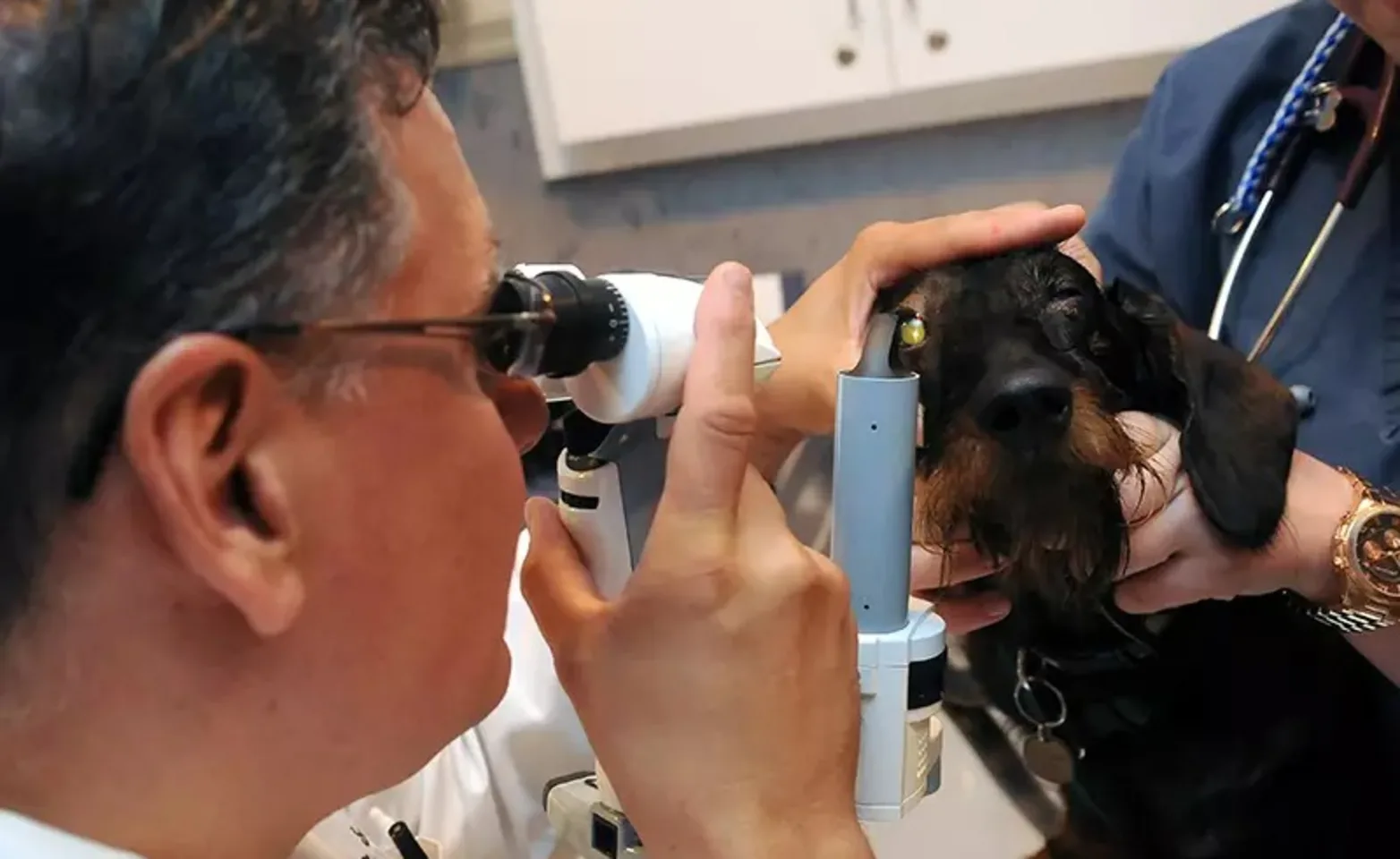 Veterinarian using a machine to look closely into a dog's eye Veterinarian using a machine to look closely into a dog's eye