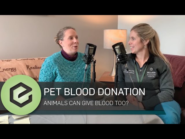 Pet blood donation