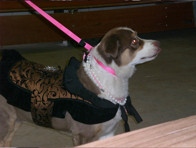 Small dog with a pink leash