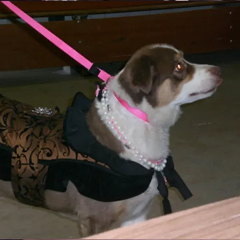 Small dog with a pink leash Small dog with a pink leash