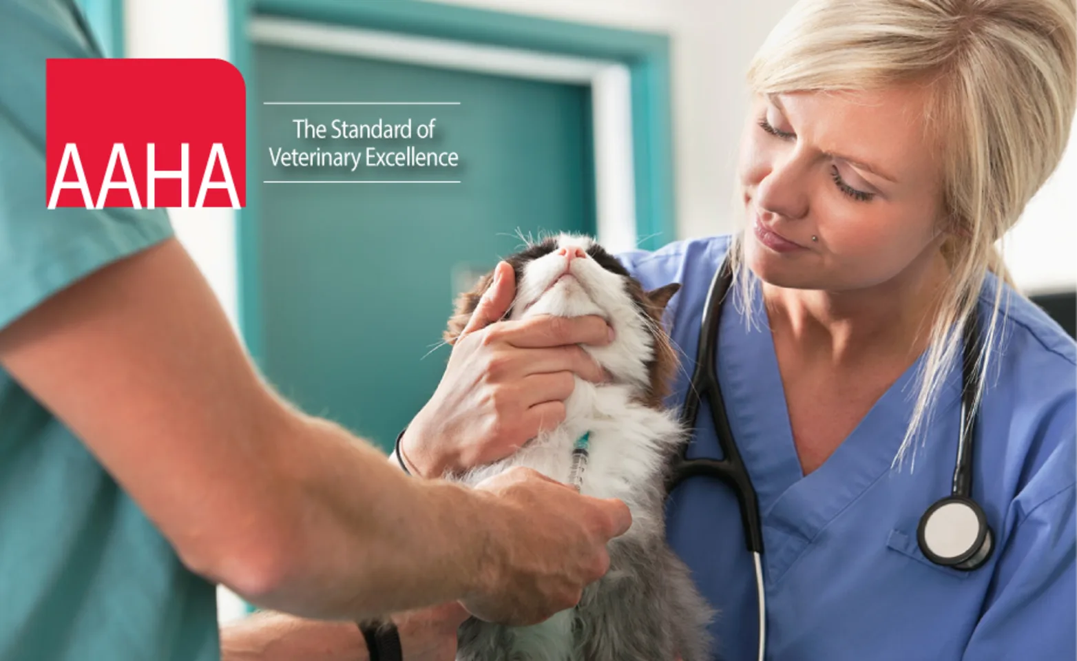 Cat Clinic Staff AAHA Cat Clinic Staff AAHA
