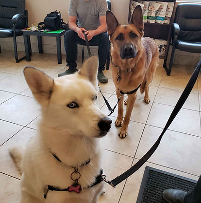 German Shepherd and Husky