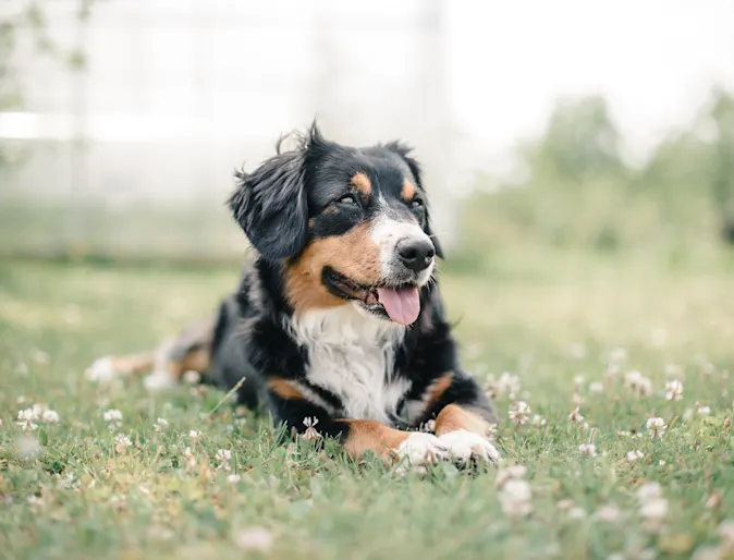 Dog in grass with flowers