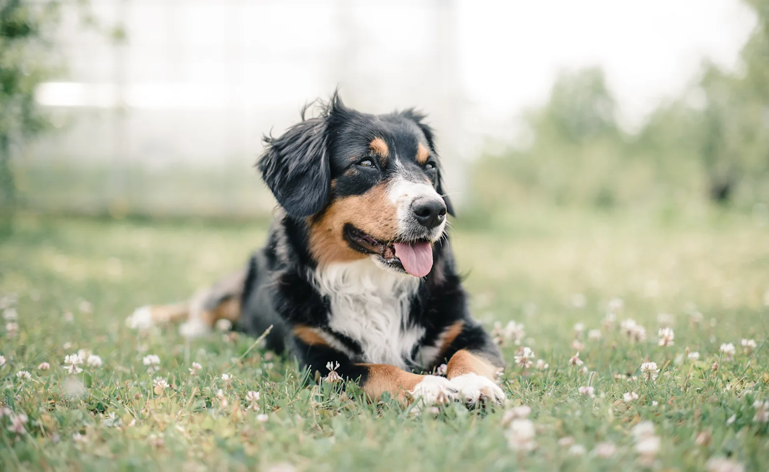 Dog in grass with flowers