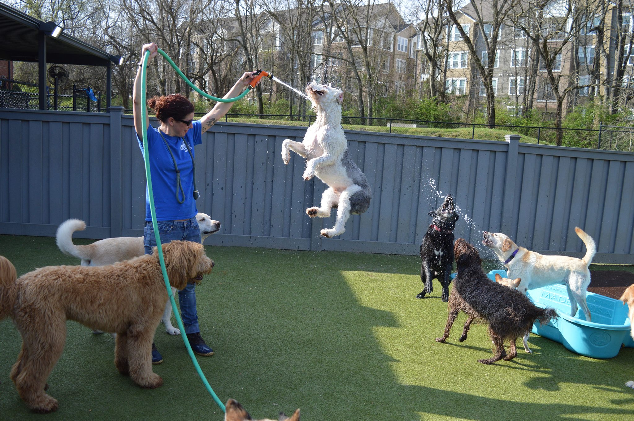 My Second Home Daycare outside with staff member spraying water up in the air and the dogs are loving it trying to get it.