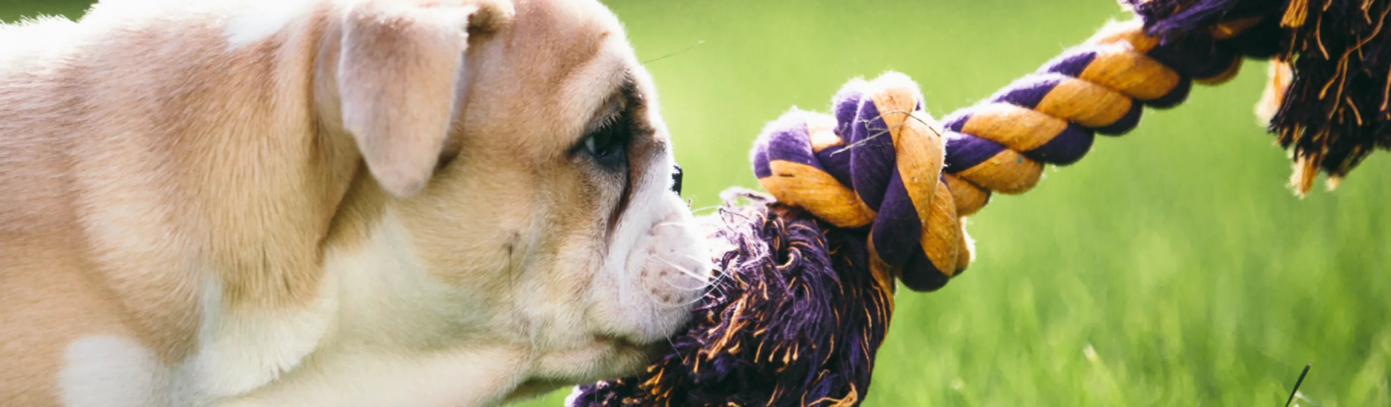 Dog tugging on a purple and yellow rope toy.