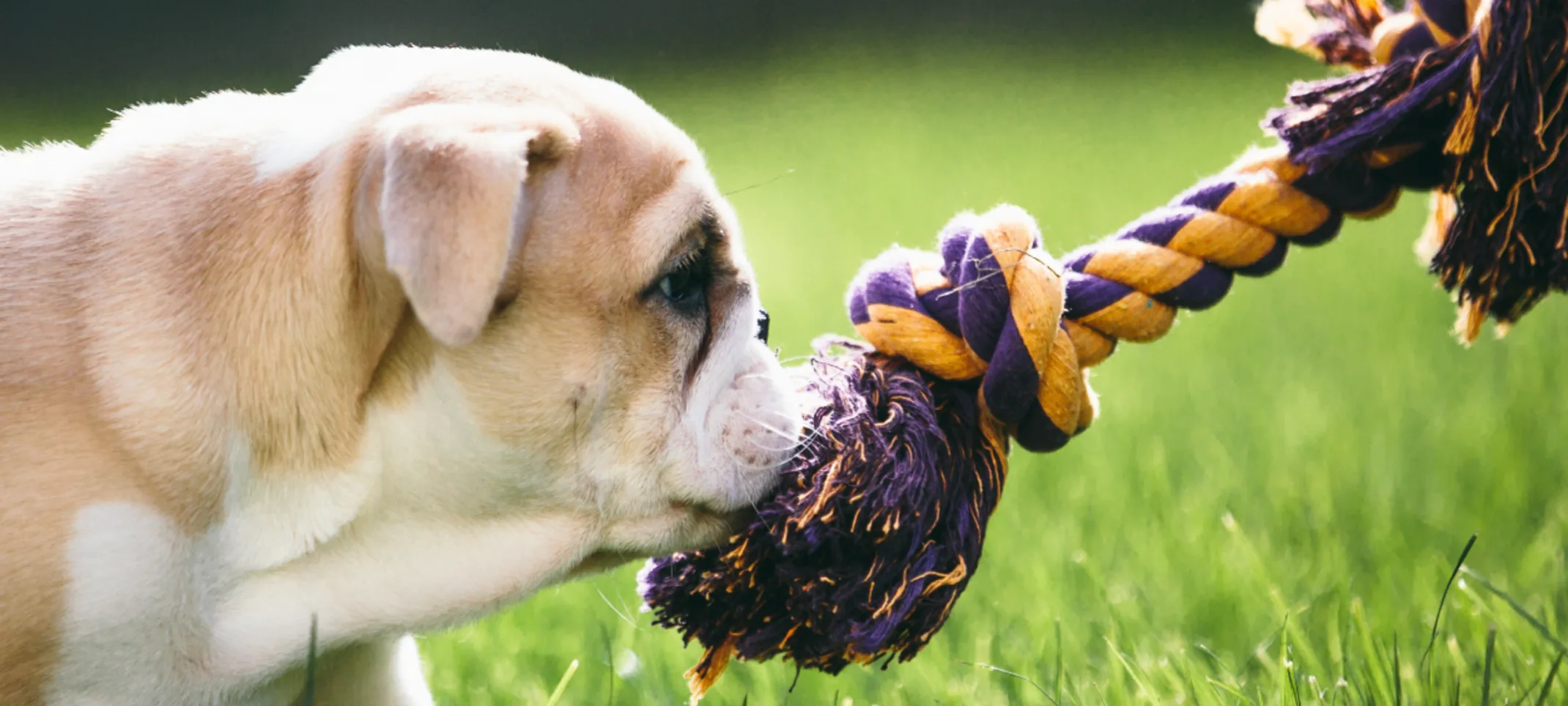 Dog tugging on a purple and yellow rope toy.