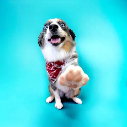 Groomed Australian Shepherd smiling and has one paw up.