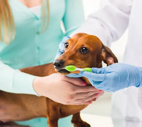 Dog getting teeth brushed