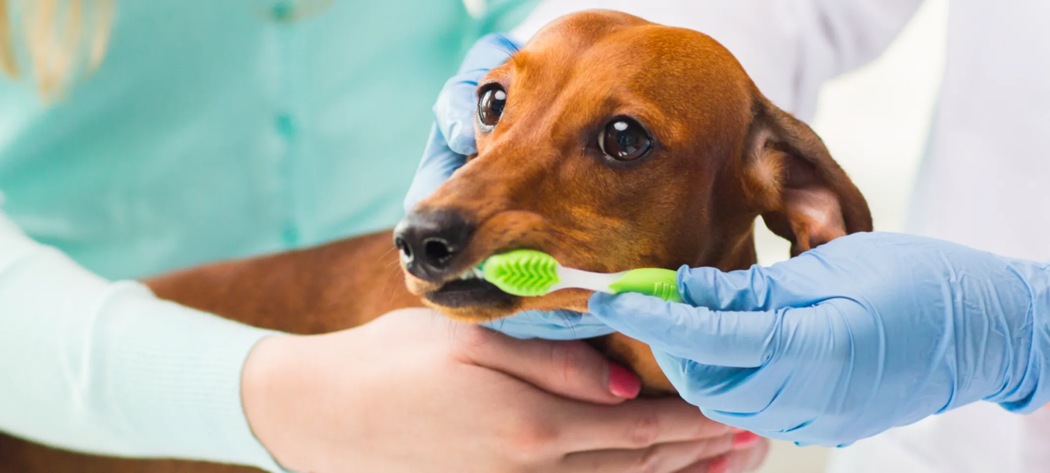 Dog getting teeth brushed