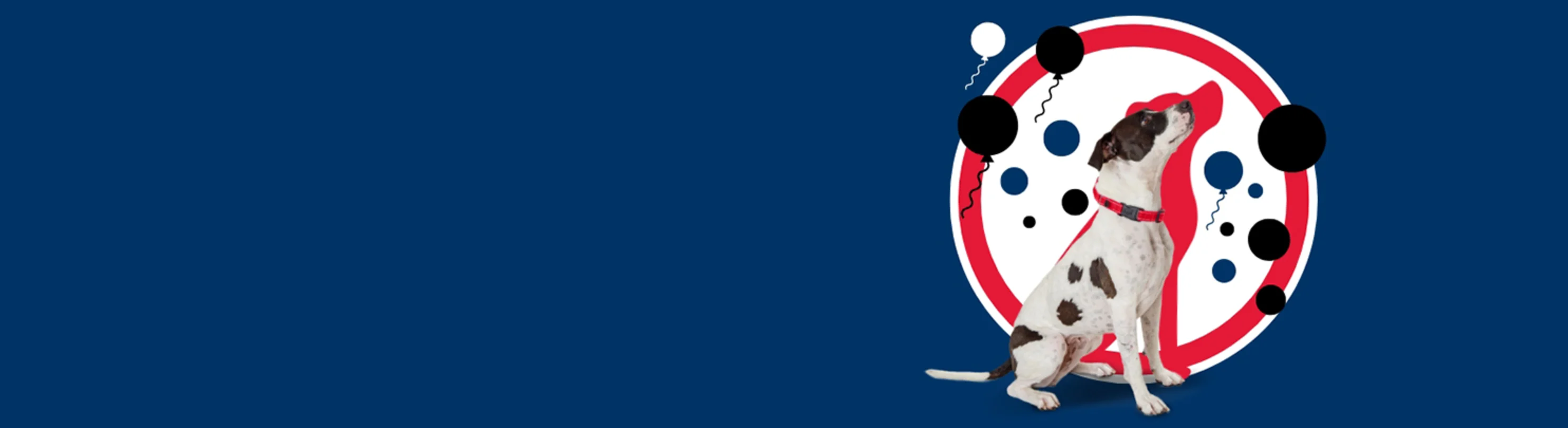 Image of dog, balloons, blue background Image of dog, balloons, blue background