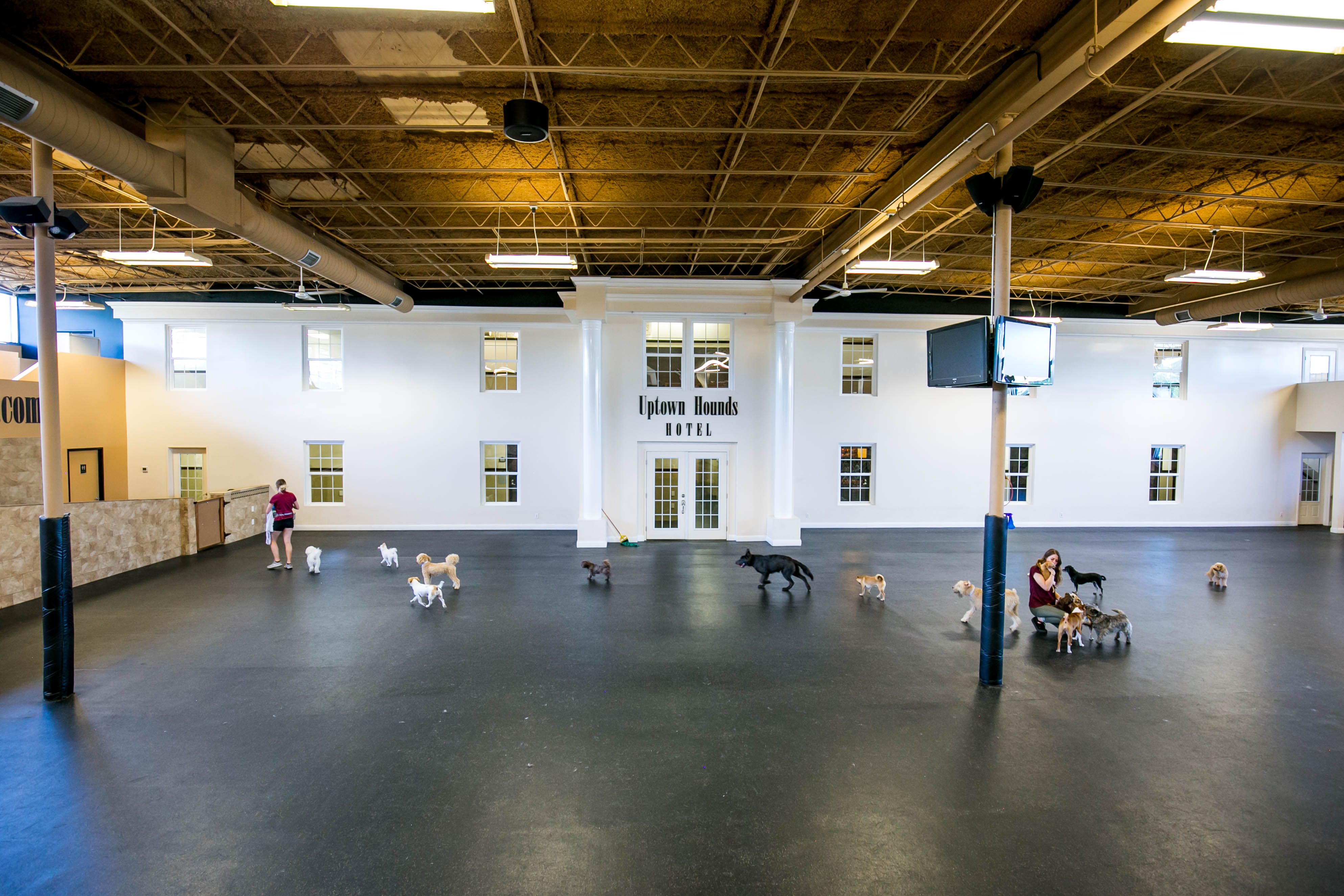 Uptown Hounds Hotel.  This shot shows a wide angle shot of the open space of the hotel for where the dogs will be staying.  There are two staff members in this picture with a bunch of dogs around them. 