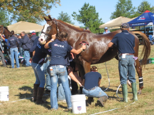 people bathing a horse