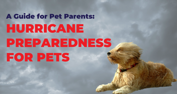 A fluffy golden dog sits against a stormy sky with text reading A Guide for Pet Parents: Hurricane Preparedness for Pets