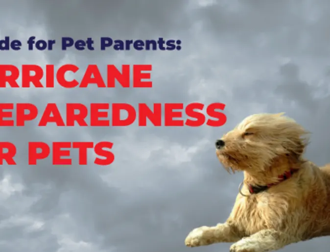 A fluffy golden dog sits against a stormy sky with text reading A Guide for Pet Parents: Hurricane Preparedness for Pets A fluffy golden dog sits against a stormy sky with text reading A Guide for Pet Parents: Hurricane Preparedness for Pets