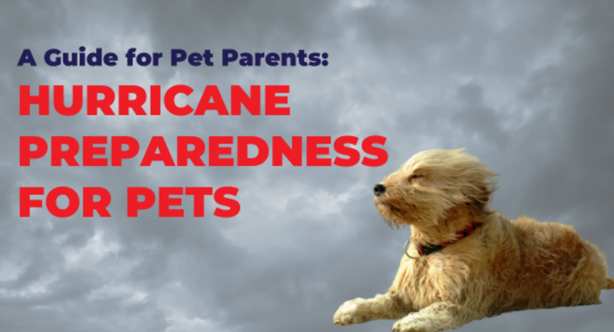 A fluffy golden dog sits against a stormy sky with text reading A Guide for Pet Parents: Hurricane Preparedness for Pets A fluffy golden dog sits against a stormy sky with text reading A Guide for Pet Parents: Hurricane Preparedness for Pets
