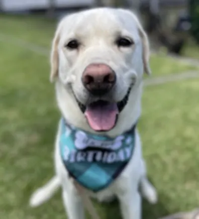 Indie (Dog) Indie (Dog)