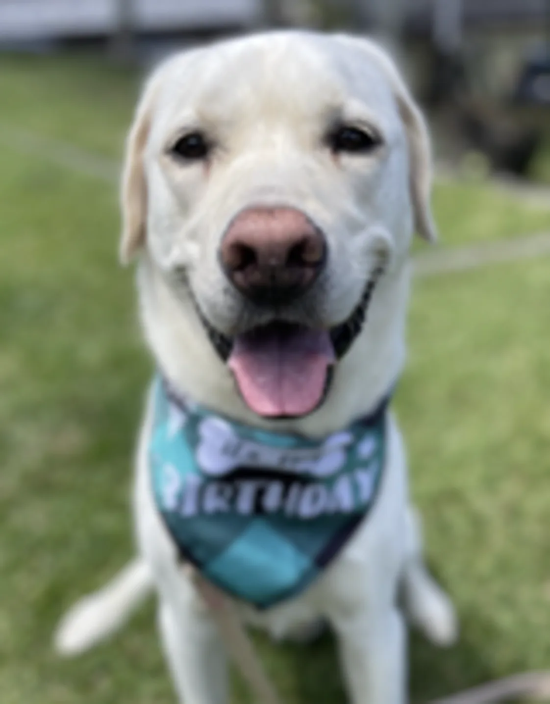 Indie (Dog) Indie (Dog)