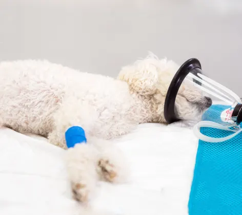 Dog receiving oxygen treatment