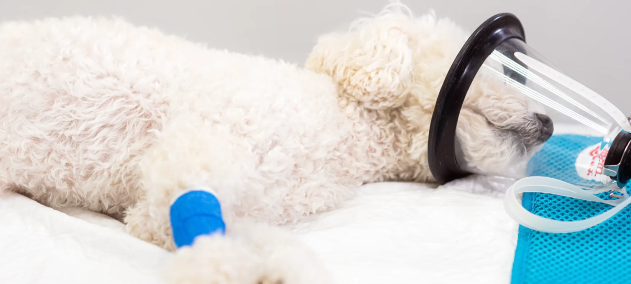 Dog receiving oxygen treatment