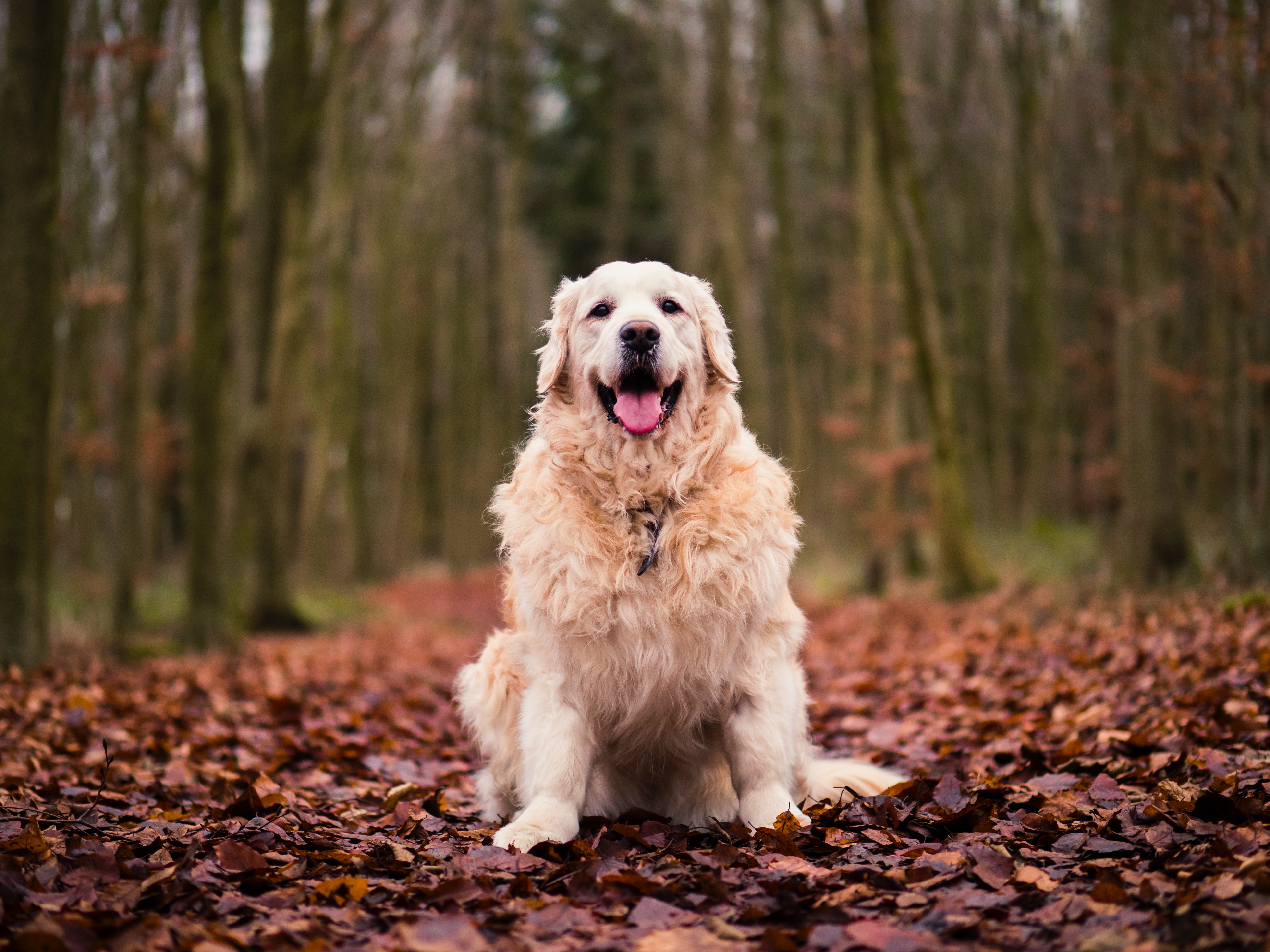 Golden Retriever is sitting on a pile of leaves during the fall in the middle of the woods, smiling with tongue out. 