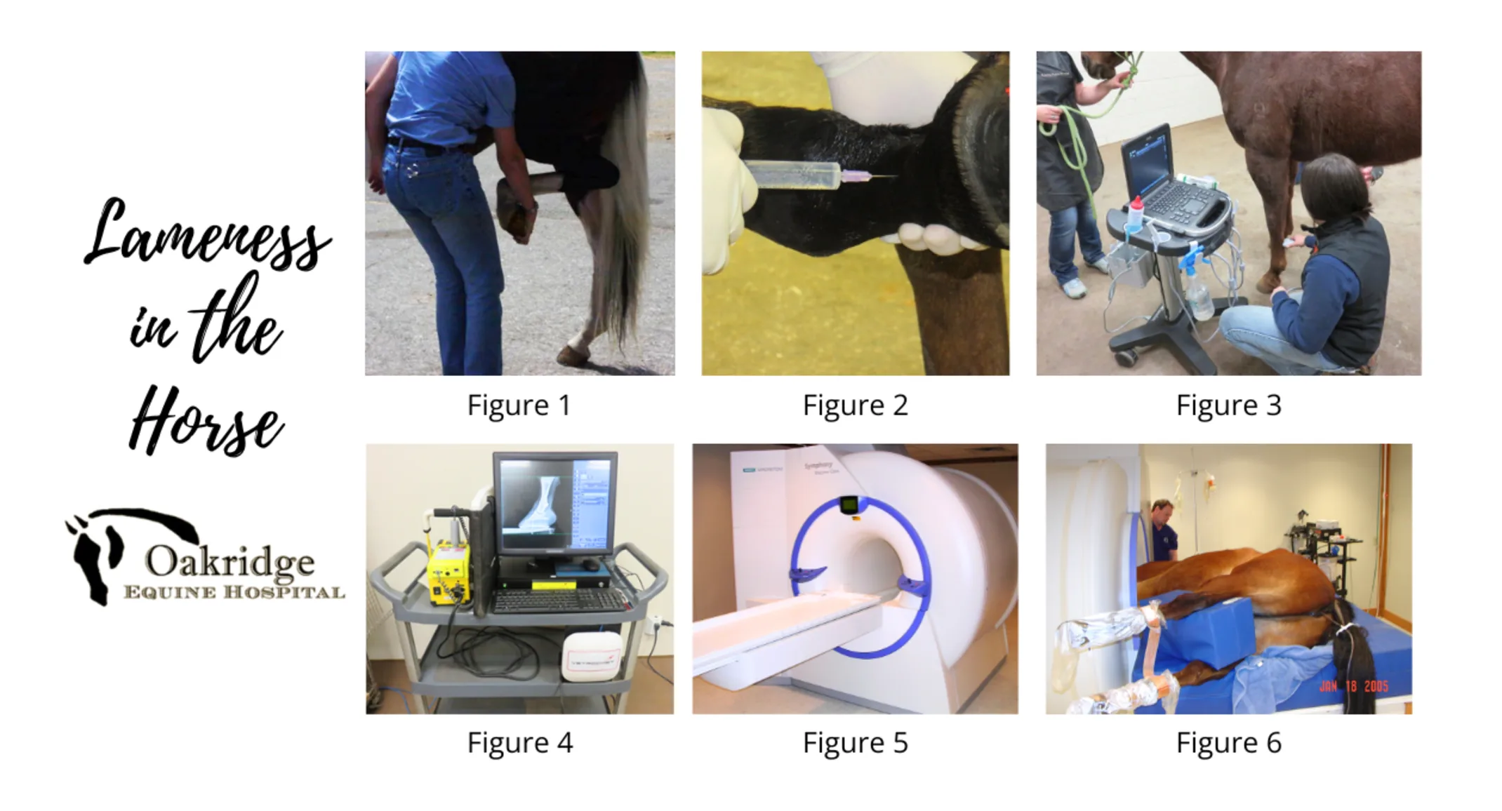 Lameness in the Horse Lameness in the Horse