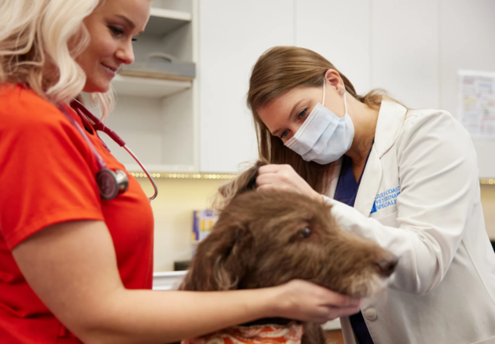 Vets tending to dog Vets tending to dog