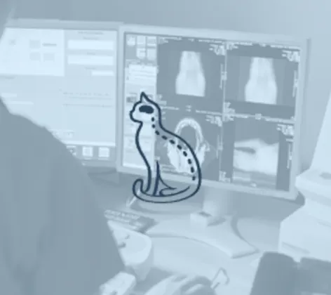 Veterinarian checking a neurology chart on a computer and a cat logo Veterinarian checking a neurology chart on a computer and a cat logo