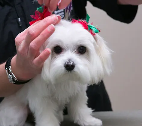 Grooming at Hinsdale Animal Hospital Grooming at Hinsdale Animal Hospital