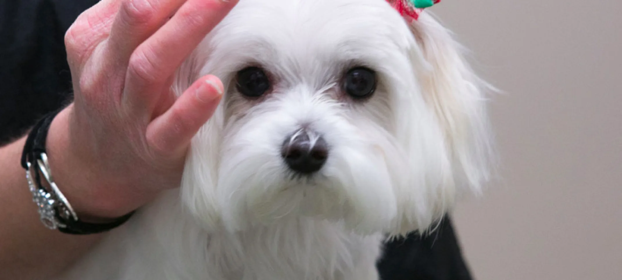 Grooming at Hinsdale Animal Hospital Grooming at Hinsdale Animal Hospital